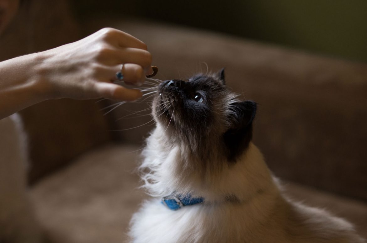 image of a cat having a treat