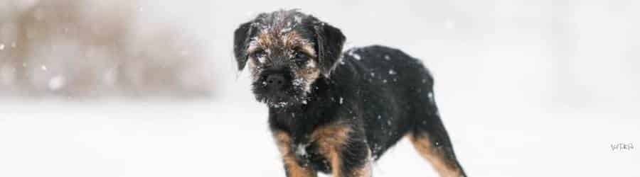Val Talks Pets Winter Care and Tips Header Banner