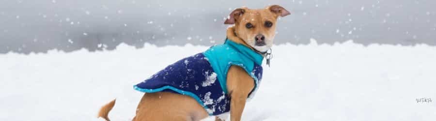 Val Talks Pets Winter Care and Tips footer banner