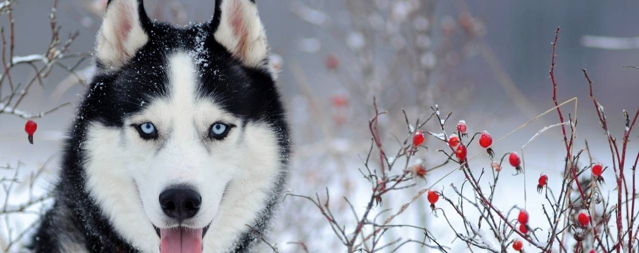 Christmas Spotlight – The Siberian Husky