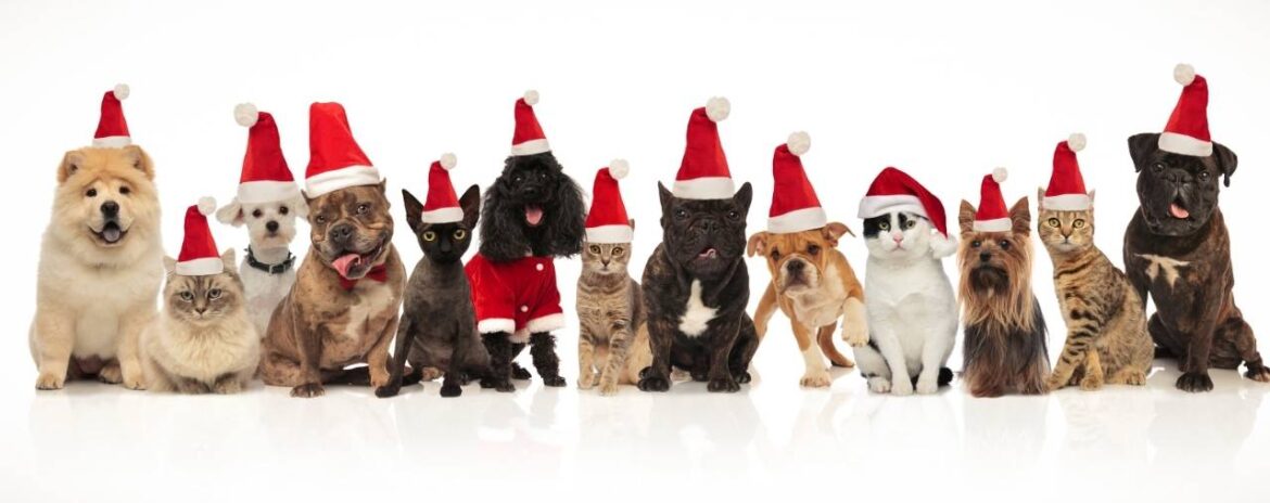 safe and ready banner showing various cats and dogs wearing xmas hats.