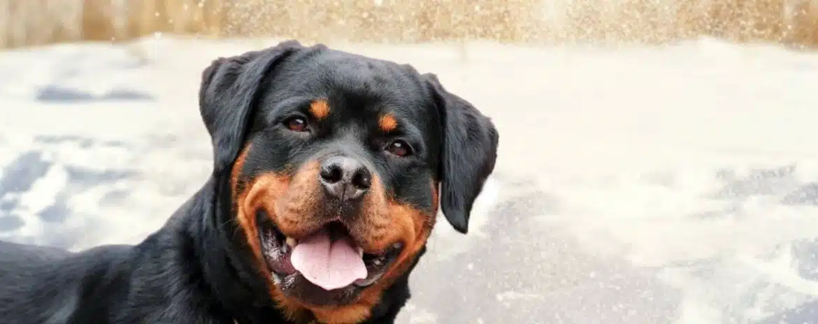 COOTIE クーティ ロンT Kj 降谷 ROTTWEILER ロットワイラー ROTTWEILER ロットワイラー シャツ Kj 降谷 COOTIE クーティ