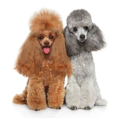 Two Toy Poodles Side by Side