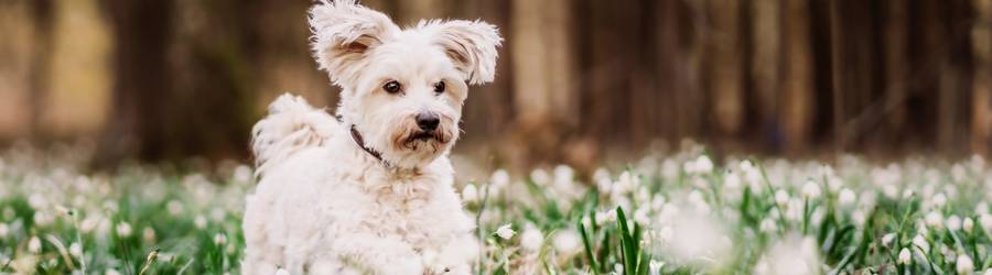 Dog In Spring