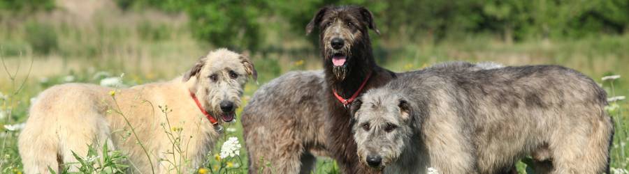 Spotlight – The Irish Wolfhound