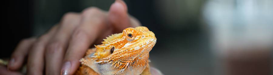 Image of an exotic pet: iguana