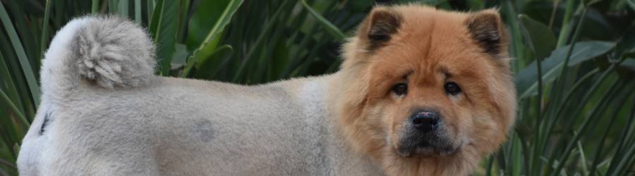 Image of a shaved Chow Chow