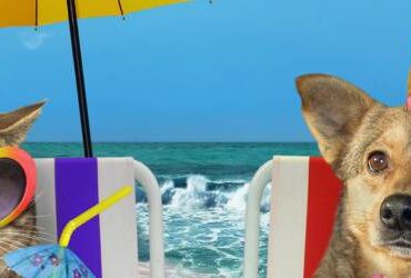 image of a cat and dog wearing sunglasses and sitting on a beach. Representing what to do with your pets when you go on vacation