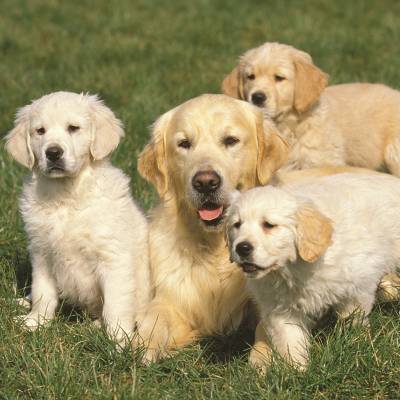 golden lab with three puppies
Common Dog Myths