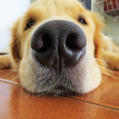 image of a dog's nose