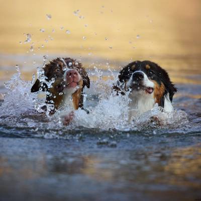 image of two dogs swimming

Common Dog Myths