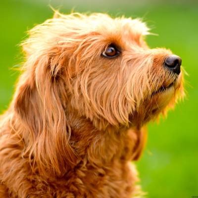 image of a Labradoodle

Common Dog Myths