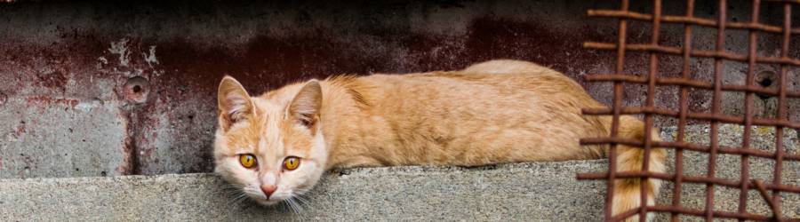 Feral cat sitting outside barn. Image used for The Domestication of Cats feature image.