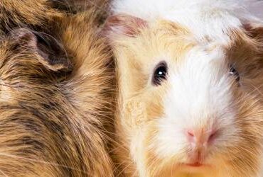 10 Questions People Ask About Guinea Pigs