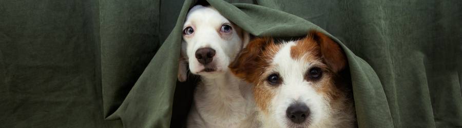 Banner image for Val Talks Pets. Two dogs hidding under a curtain