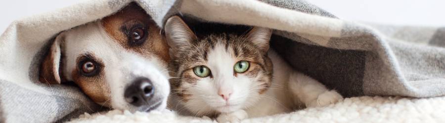 Banner image for Should you allow pets to sleep in your bed? Cat and dog on bed under blanket