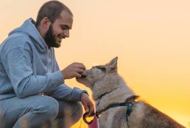 The Shoulds of dog parenthood top banner