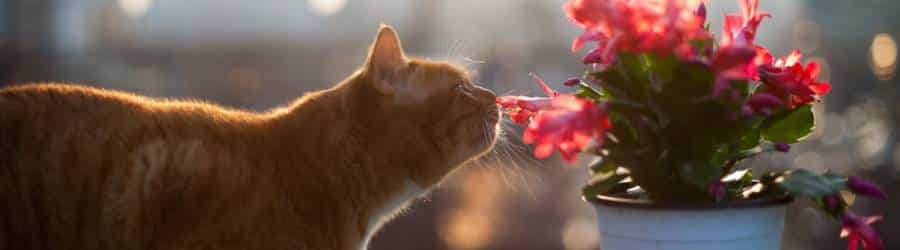 FIP In Cats footer banner
