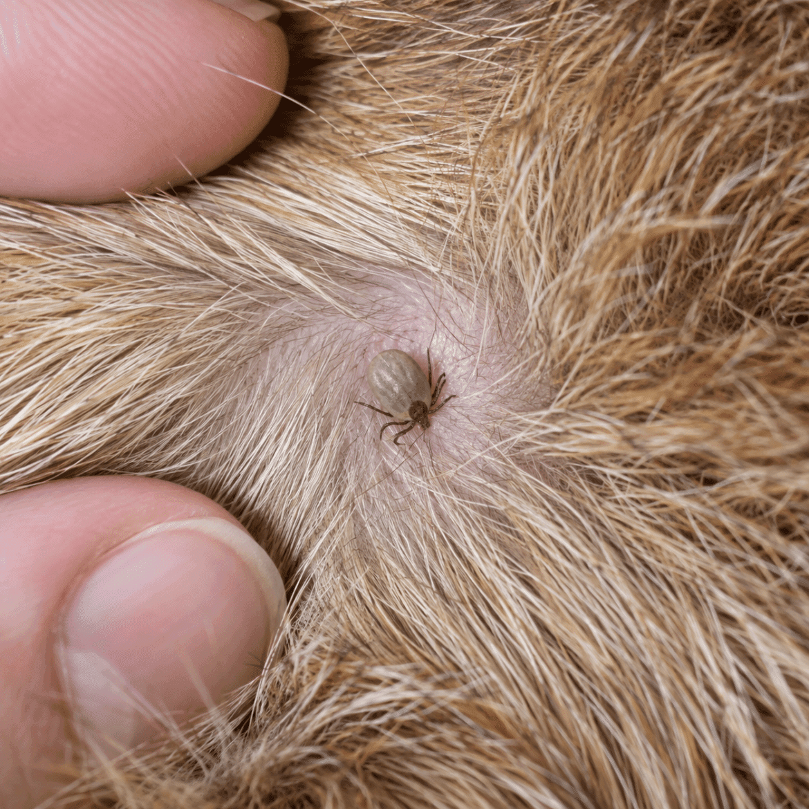Small attached tick visible between a dog's hairs