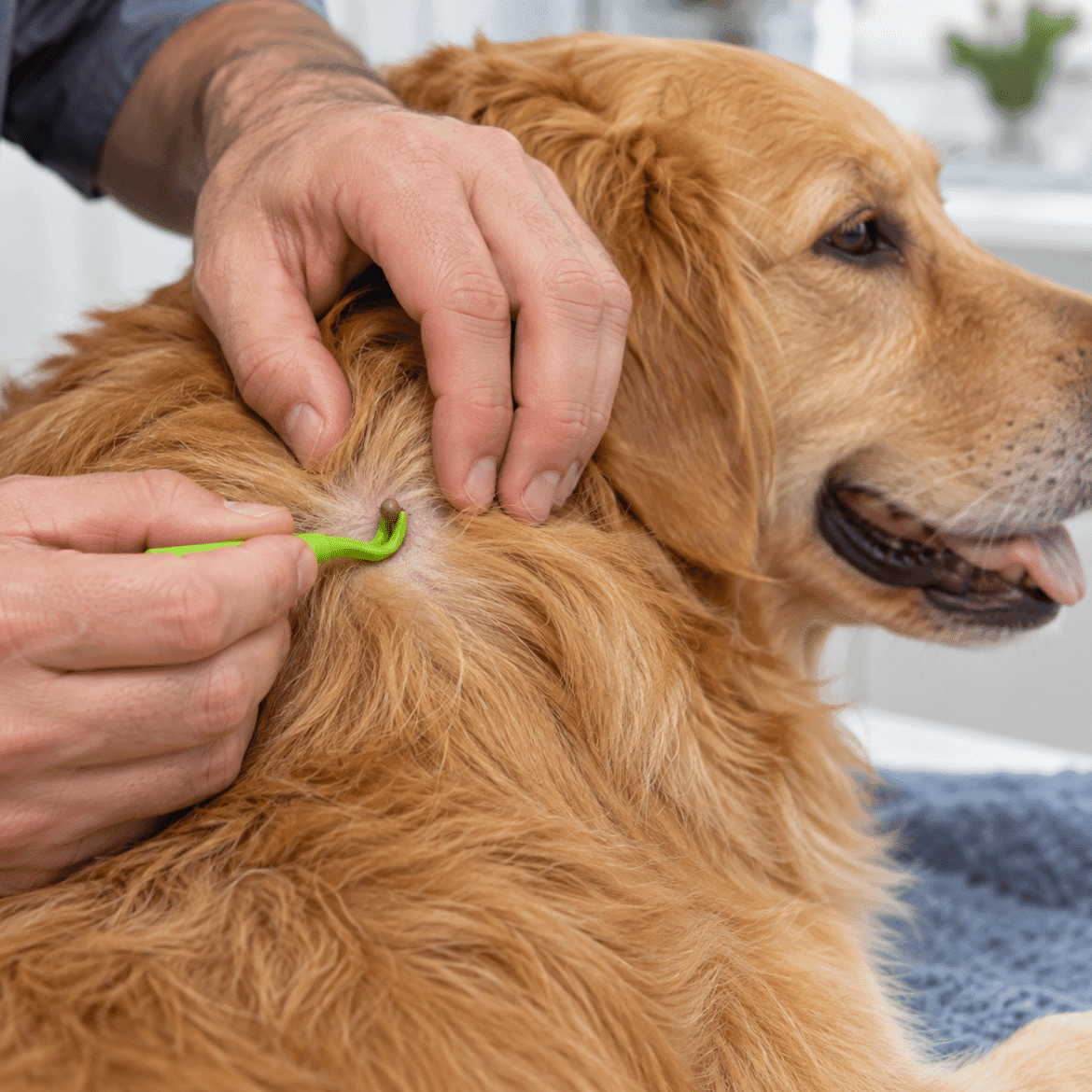 Tick removal tool positioned close to a dog's skin