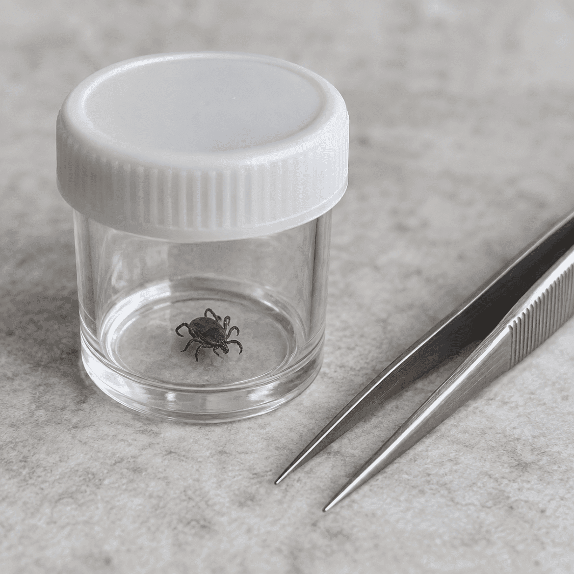 Removed tick inside a small sealed clear container